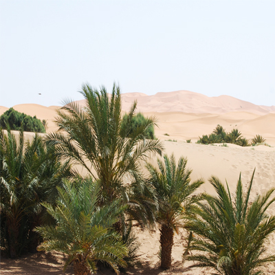 overnight camel trek Morocco