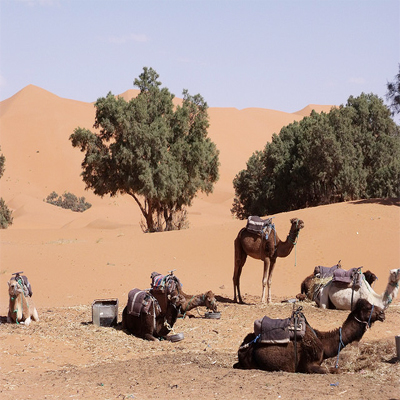 3 nights camel trek Morocco
