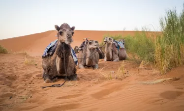 Unforgettable 5 Day Morocco Tour from Marrakech