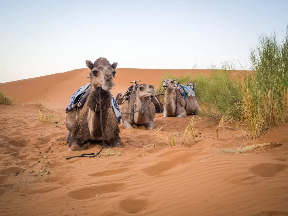 Unforgettable 5 Day Morocco Tour from Marrakech
